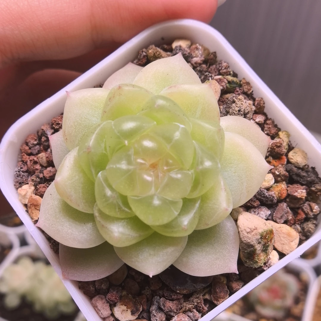 黄心财富多肉一物一拍