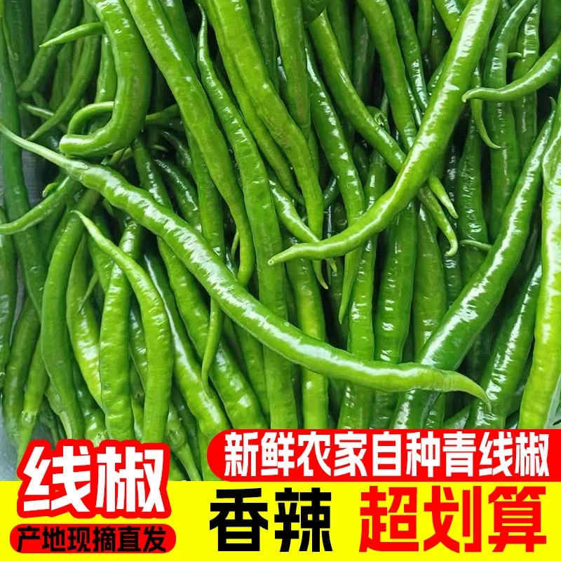新鲜二荆条青线椒3斤装新鲜蔬菜长尖辣椒农家自种产地现摘现发