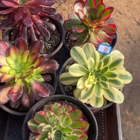 281多肉植物组合