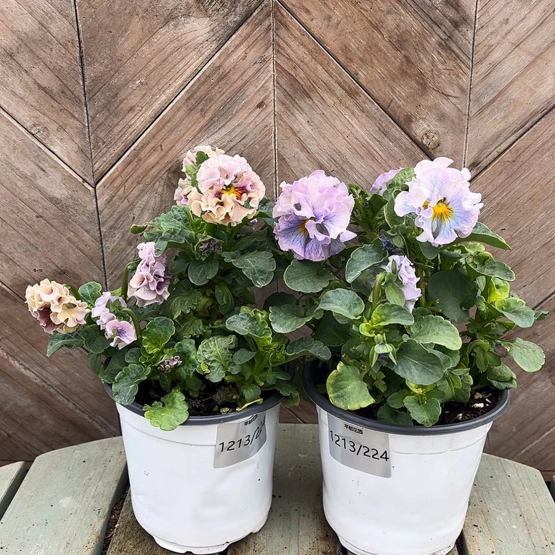 完全开放1213/224