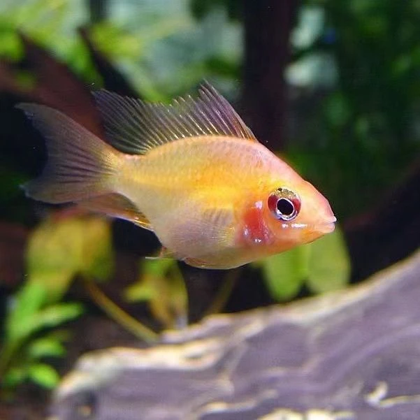 金波子蓝波子荷兰凤凰活体短鲷鱼热带鱼观赏鱼混养小型鱼包邮