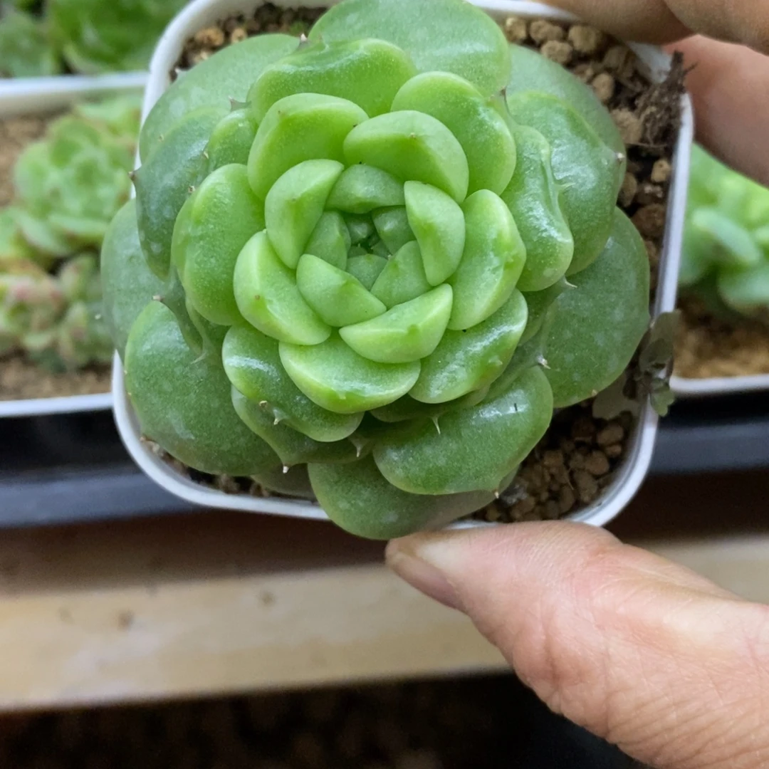 精品多肉一物一拍不包整119