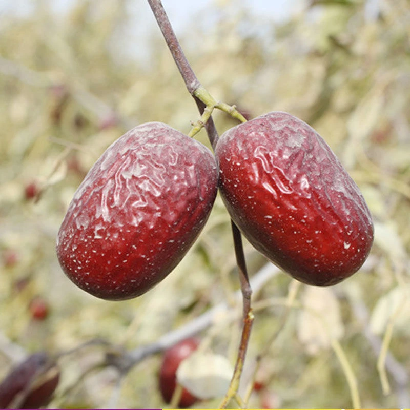 【2025原生态若羌灰枣】新疆灰枣无加工无清洗吊干枣新货原味大果