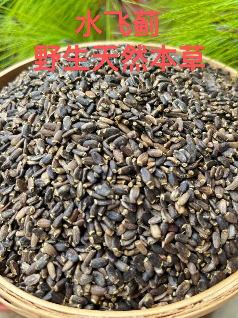 水飞蓟营养好物水飞蓟籽健康优选
