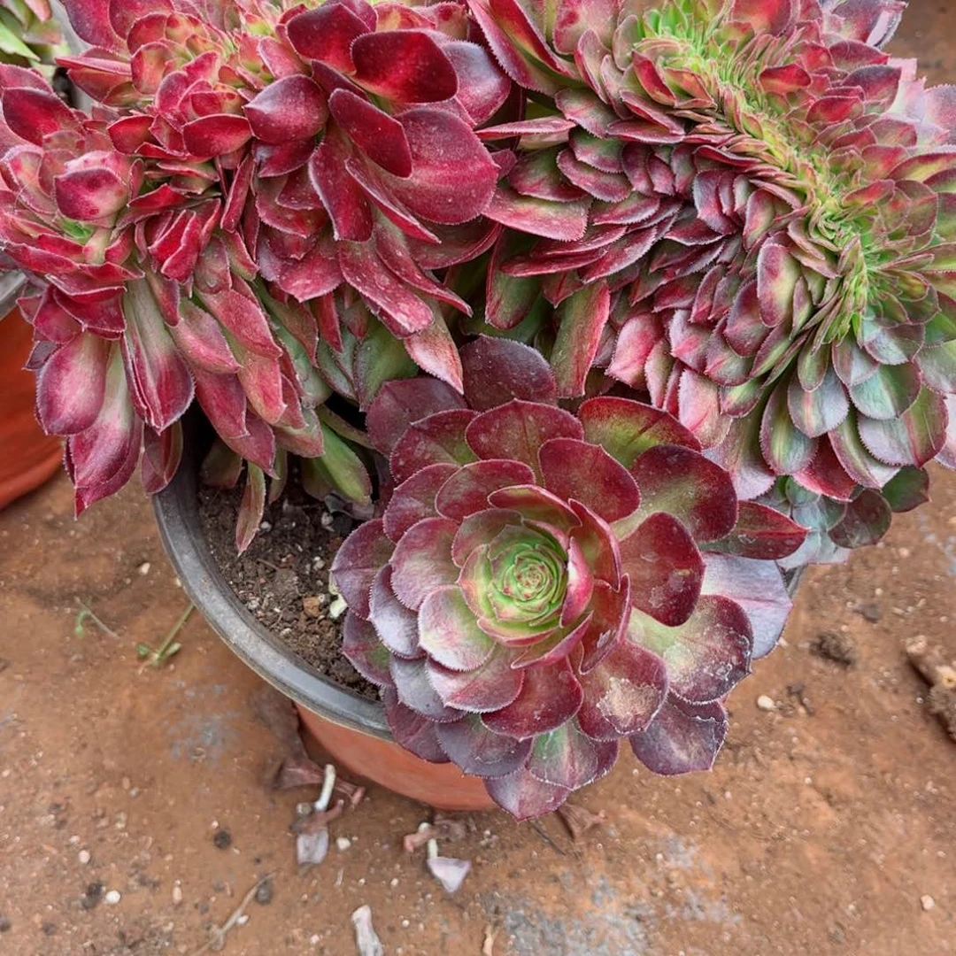 爱****活多肉植物479抹茶