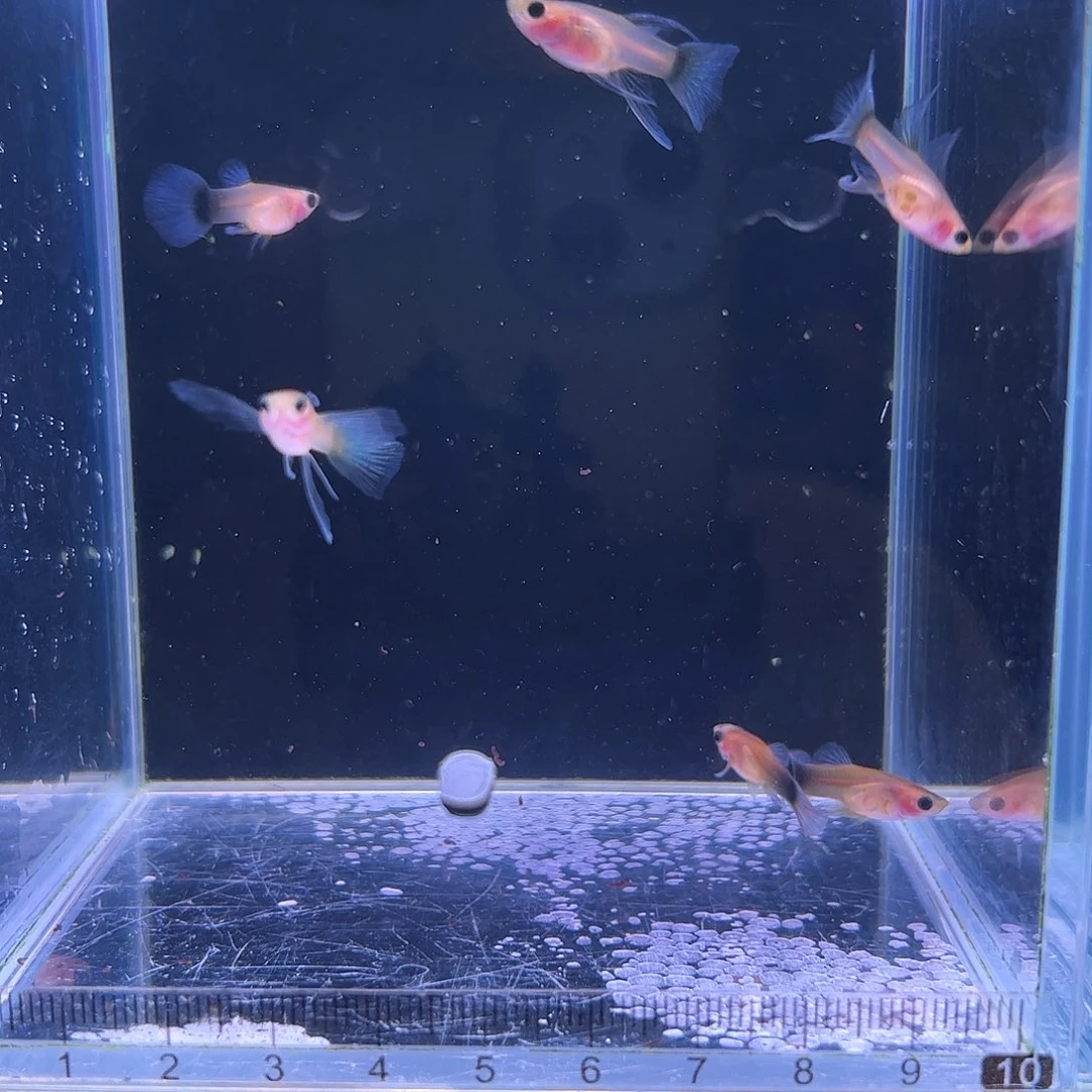 孔雀鱼蓝礼服黄肉玻璃猫c3对