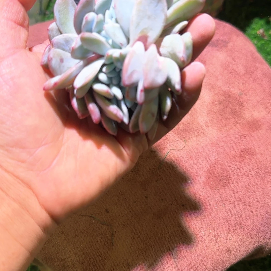 三*?嫦娥缀化多肉一物一拍