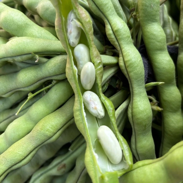 镇雄特产农家新鲜四季豆扁豆刀豆现摘蔬菜金豆