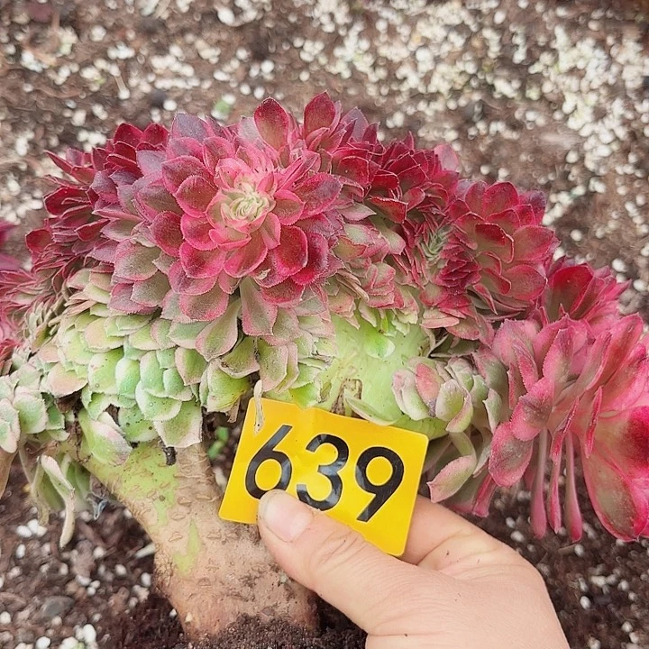 多肉植物福利来639