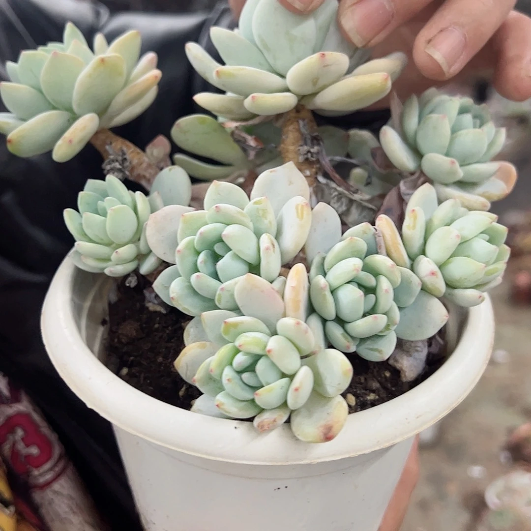 冷香多头群生多肉160杯