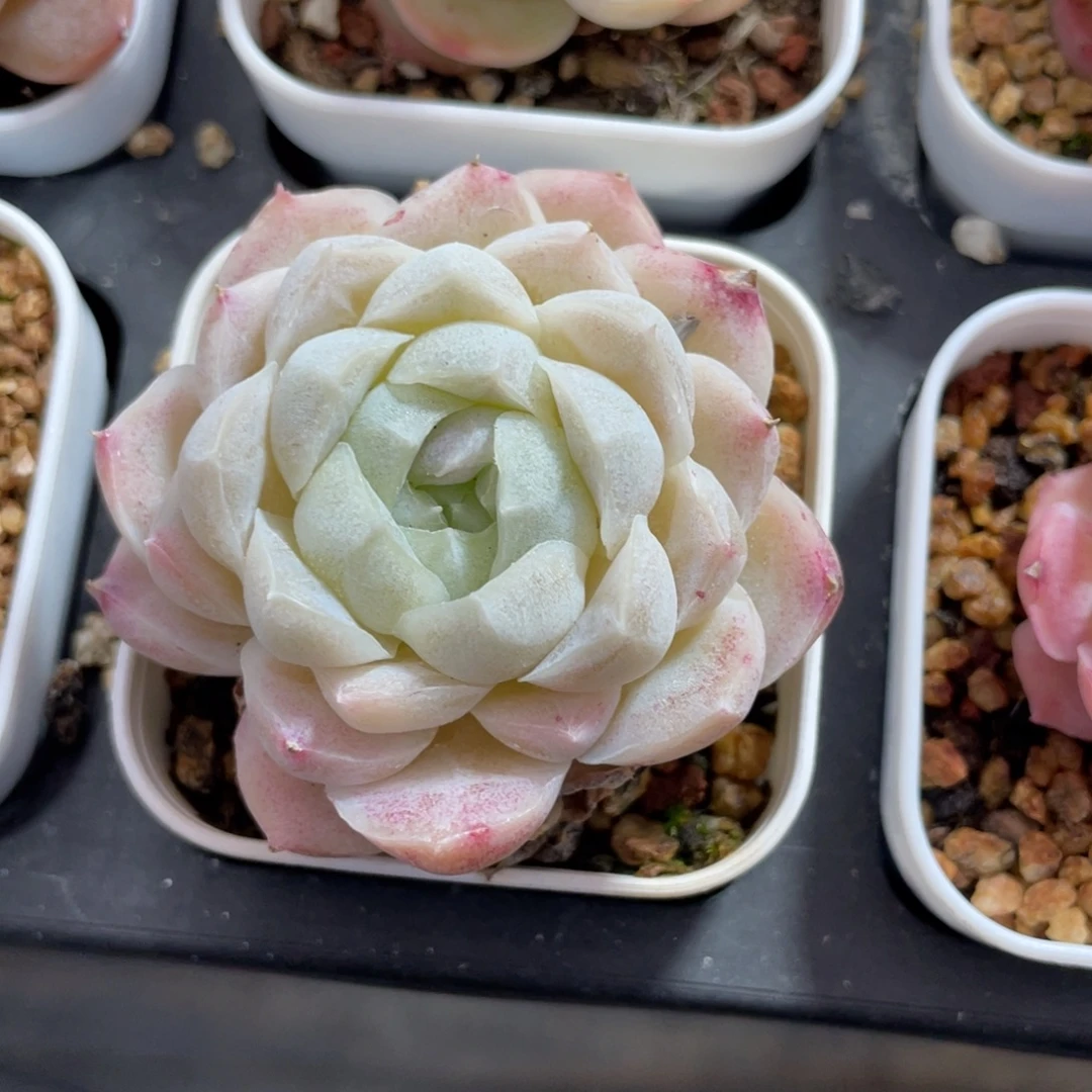 优选女王多肉福利2759