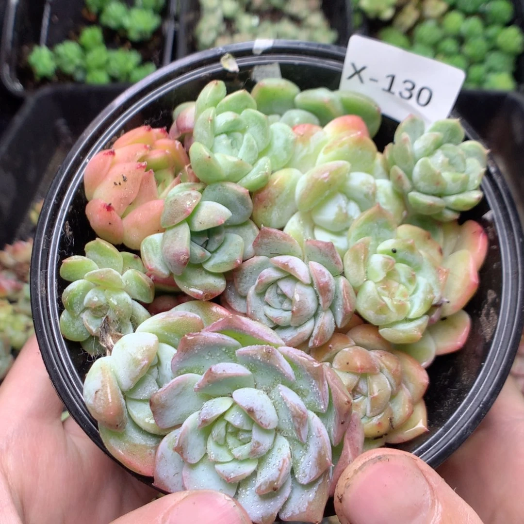 无花朵x130英语英语英语英语天天英语英语英语