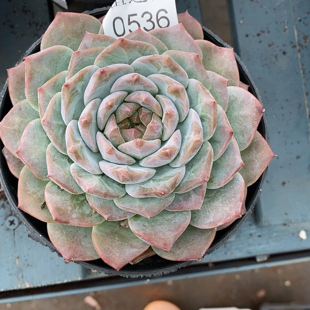 淡***心杂交精品多肉0536~12厘米