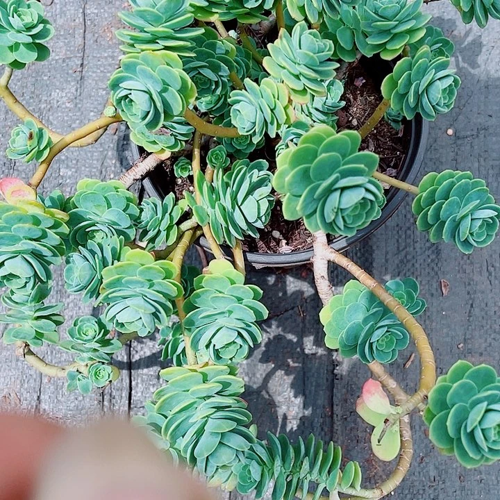小***白多肉植物薄化妆红色5