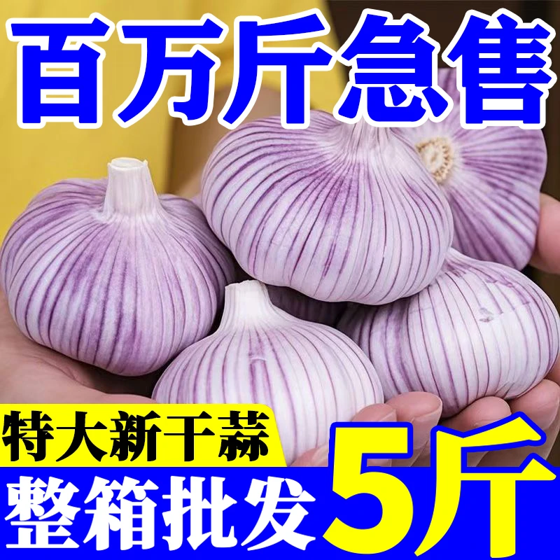 2025年新蒜干大蒜紫皮大蒜多瓣蒜头整箱批发H04