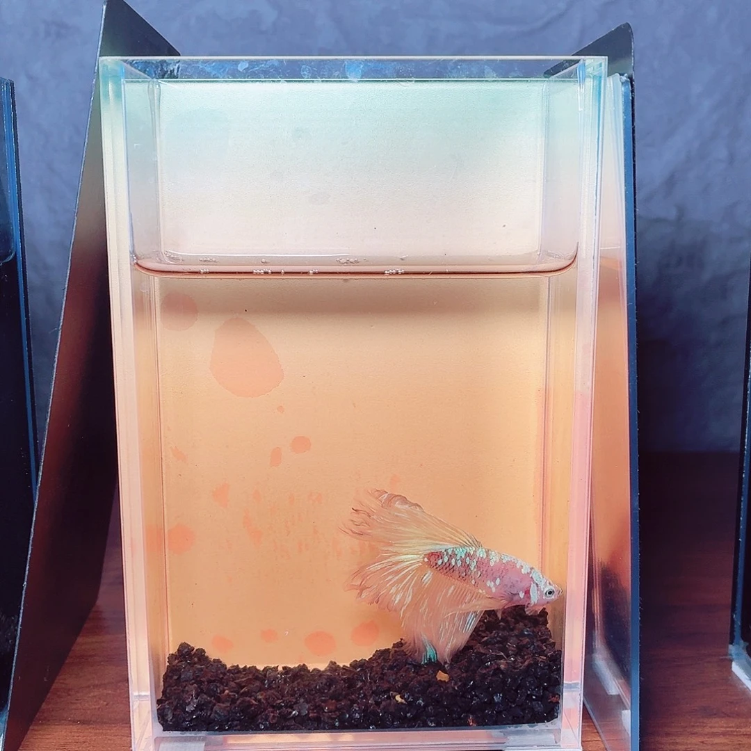 斗鱼黄彩金半月公鱼