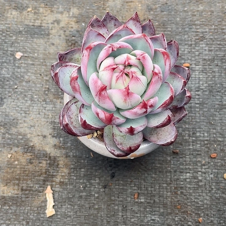 包子宽叶惊鸿12脱土发