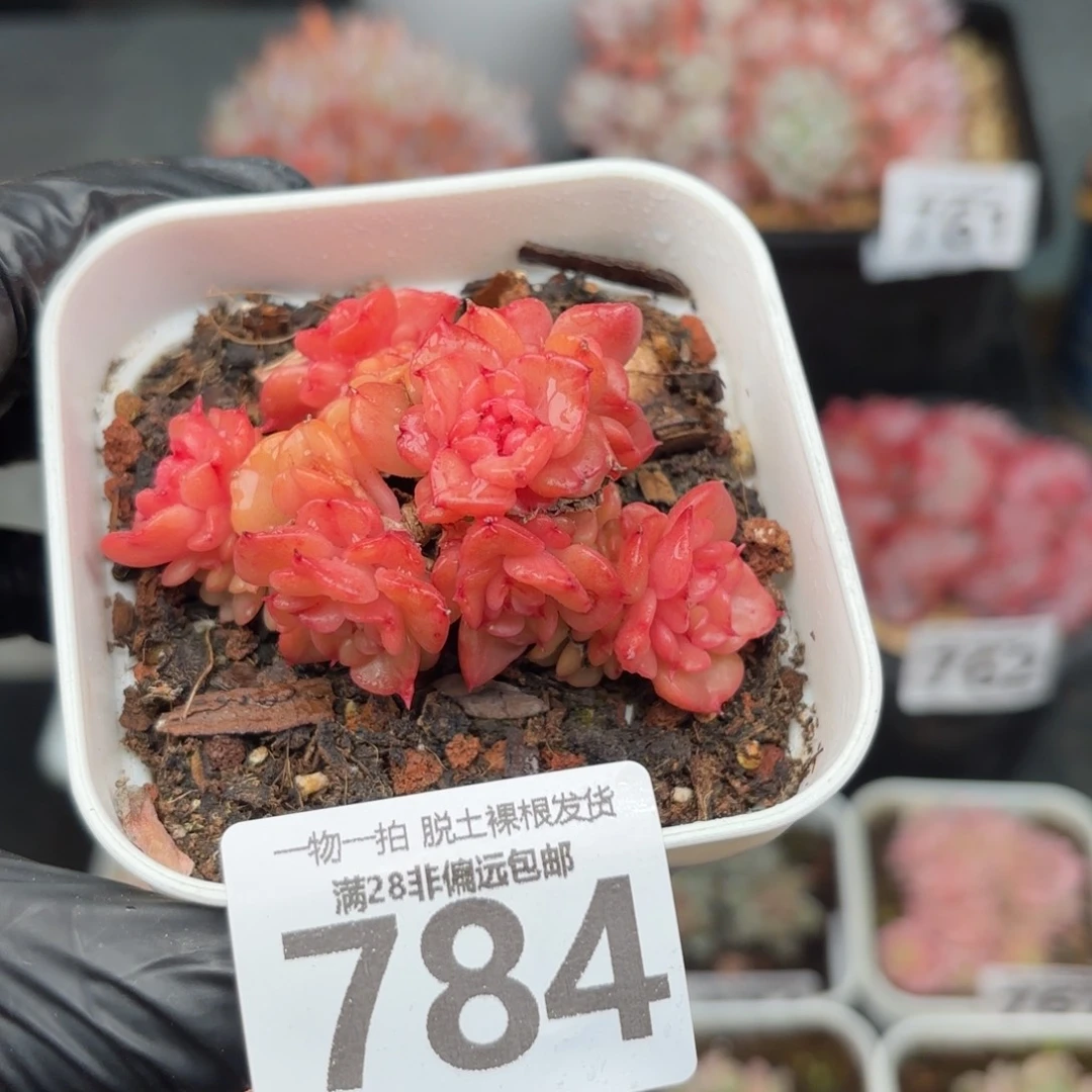 腊牡丹无盆土发货