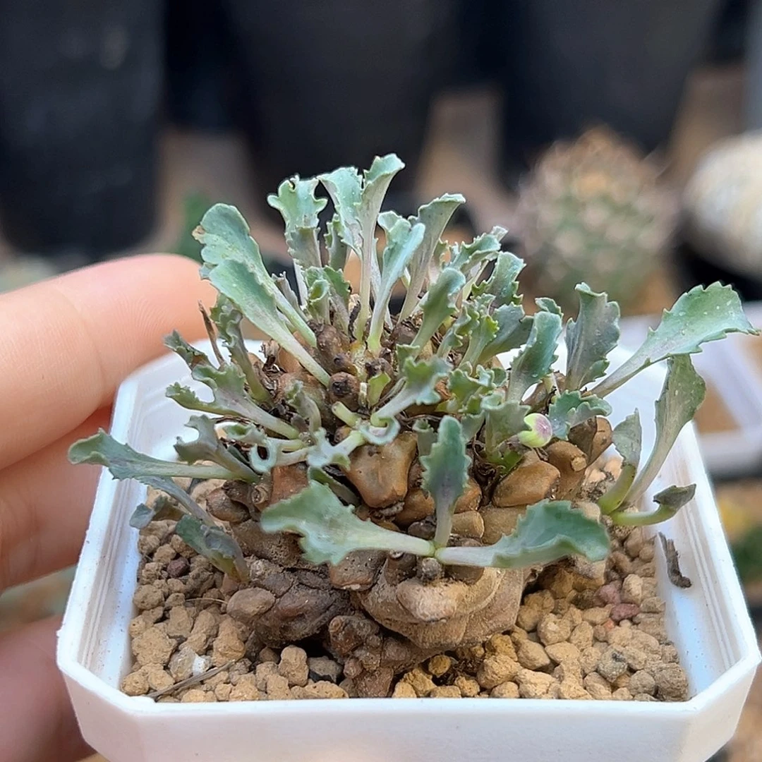 久***』蛮鬼塔厚敦菊母本一颗