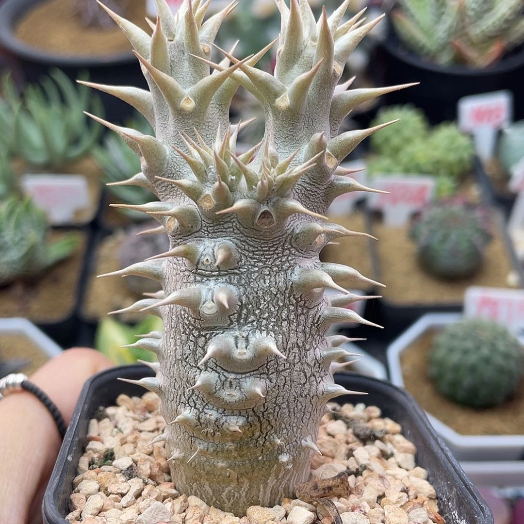 实生双头巨型惠比大黑仙人球多肉