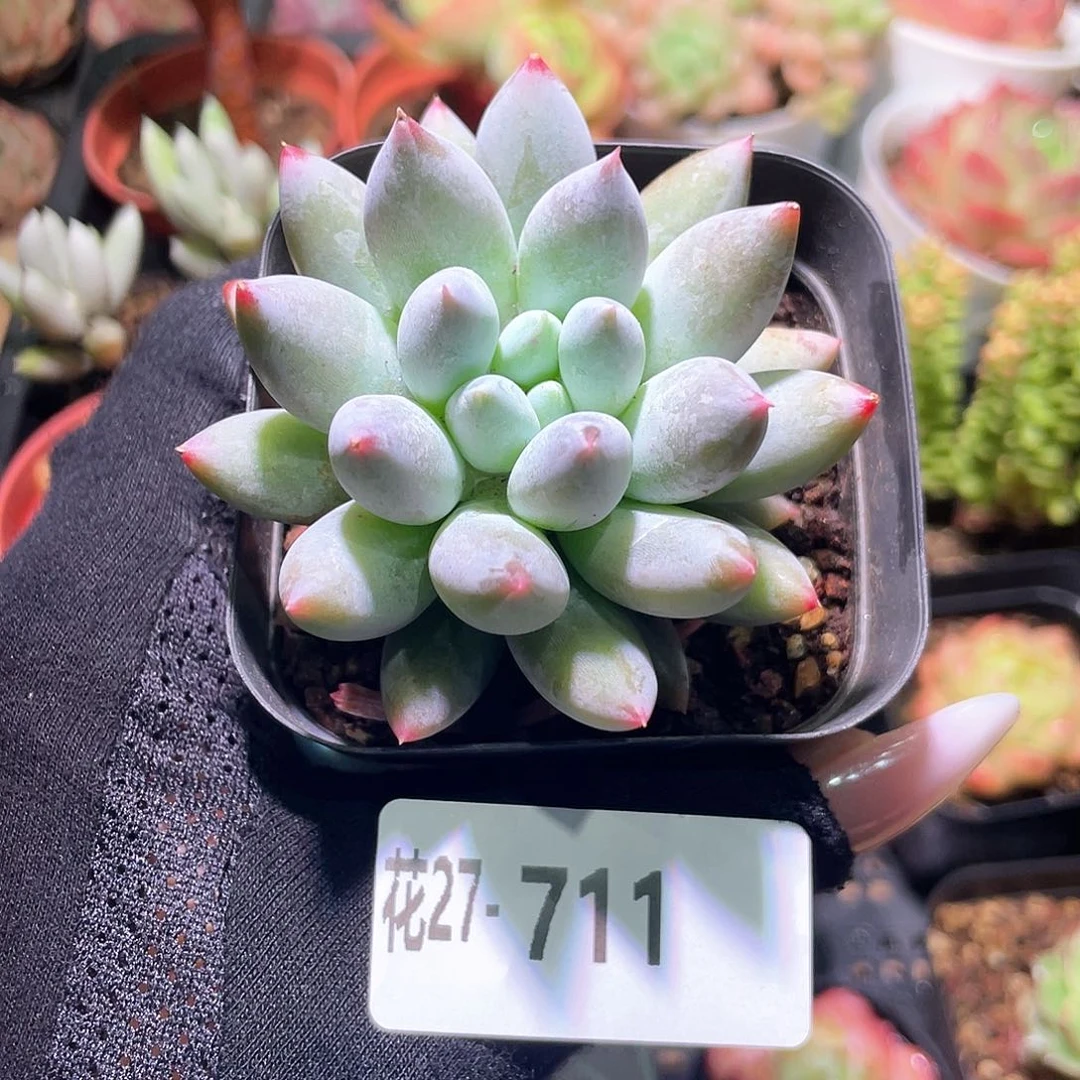 花利美27-711奶瓶