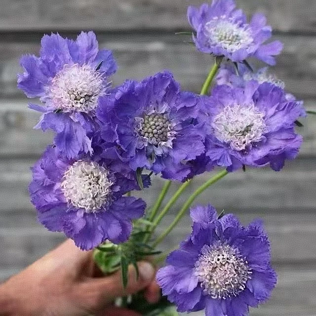 蓝色蓝盆花一把  高档稀有配花 花期长 云南基地鲜花   家养 水养
