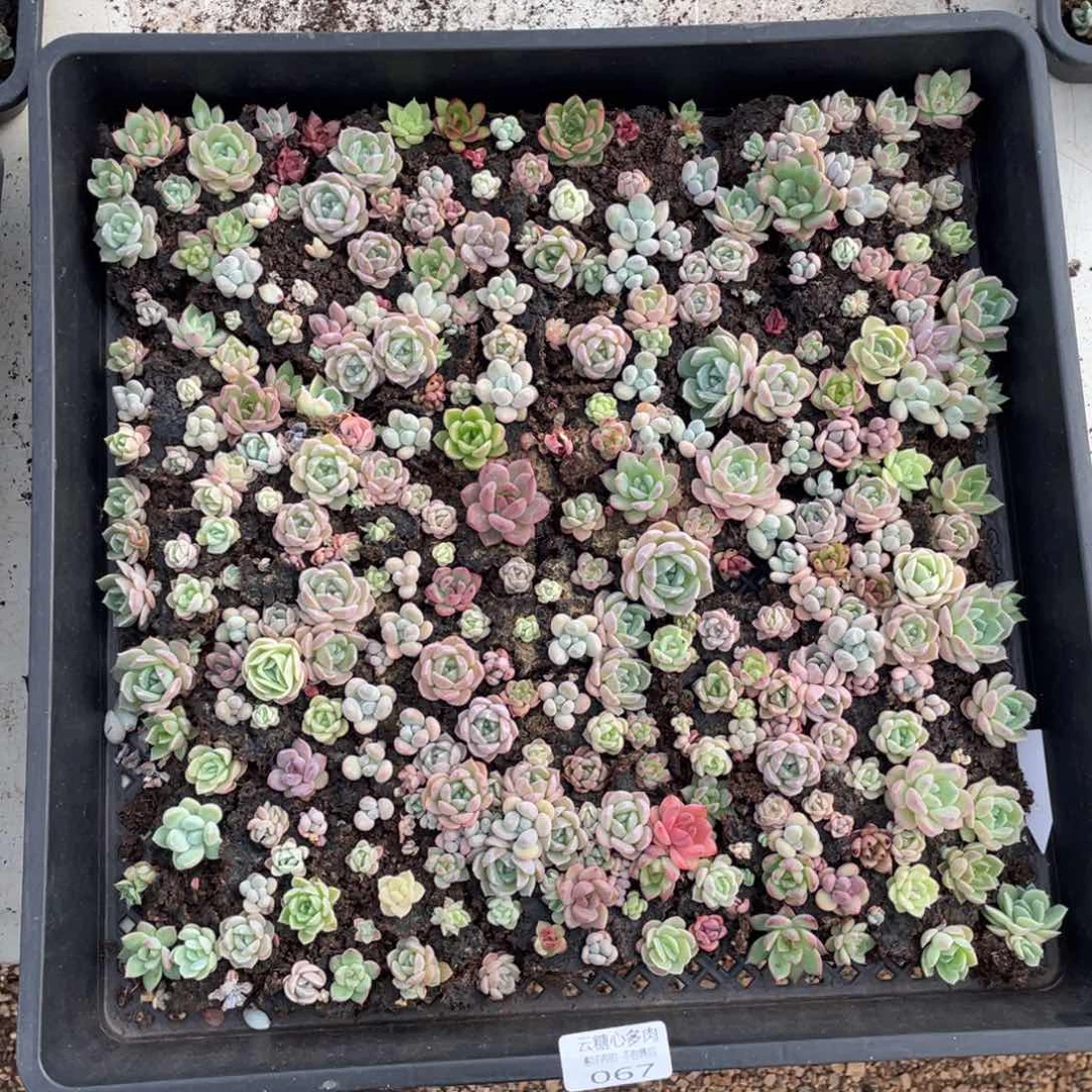 云糖心多肉植物67