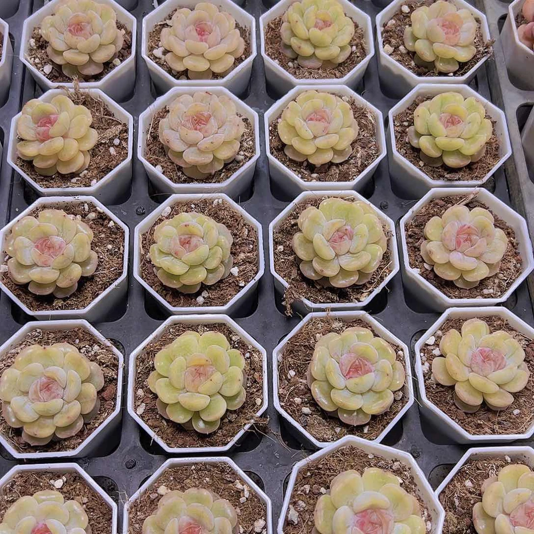 彩恋带盆带土19包邮