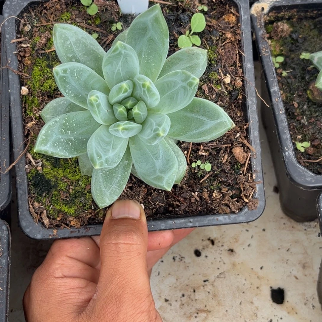 美人系优选多肉植物583