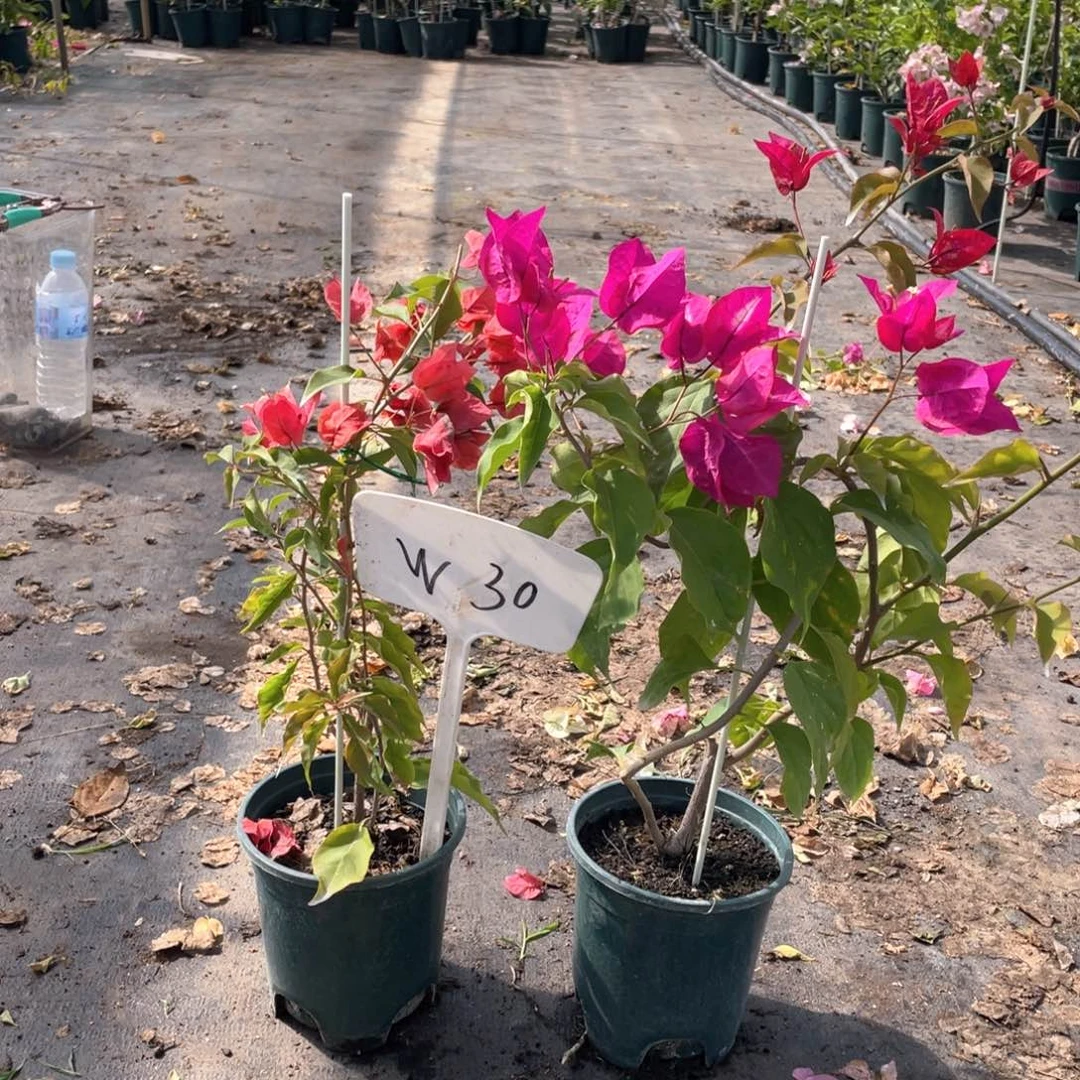 自***然全部花朵倾城+热火桑巴W30