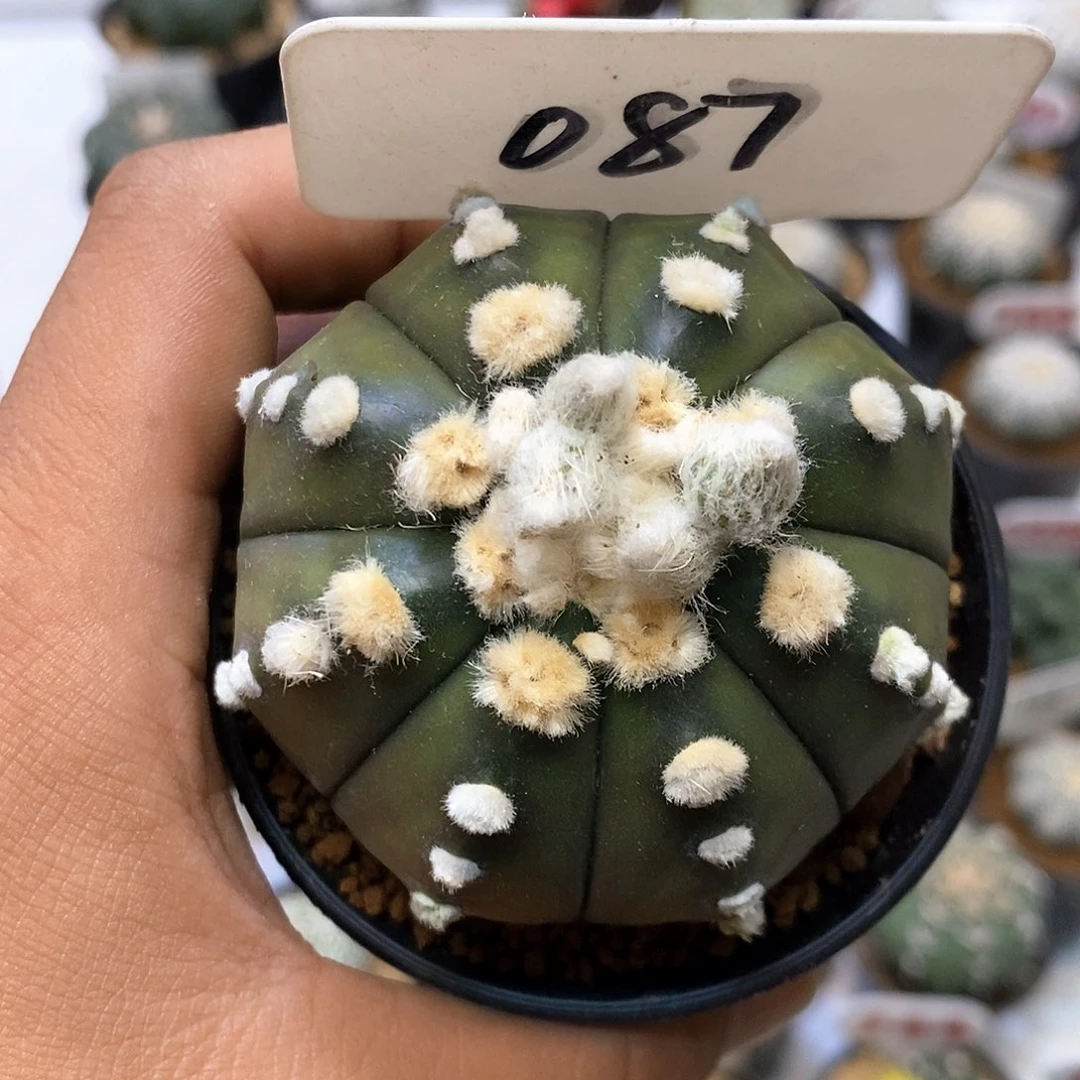 087福利特价咯大优