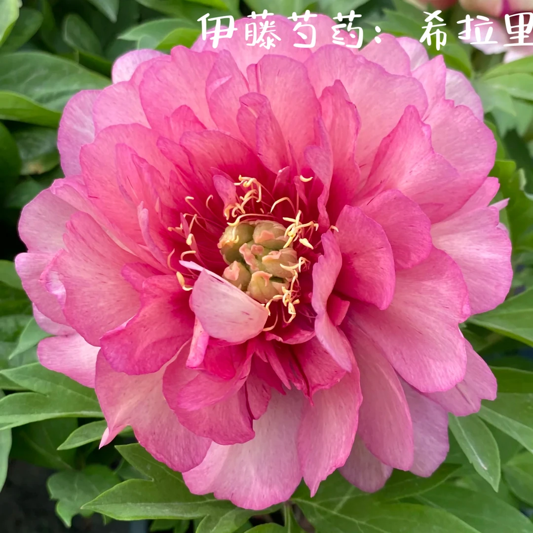 伊藤芍药品种【希拉里】