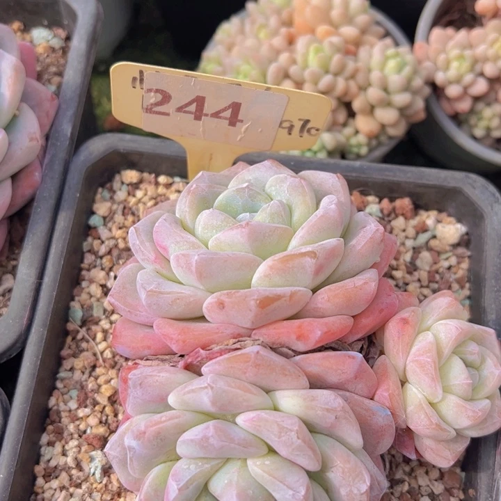 健健康康平平安安