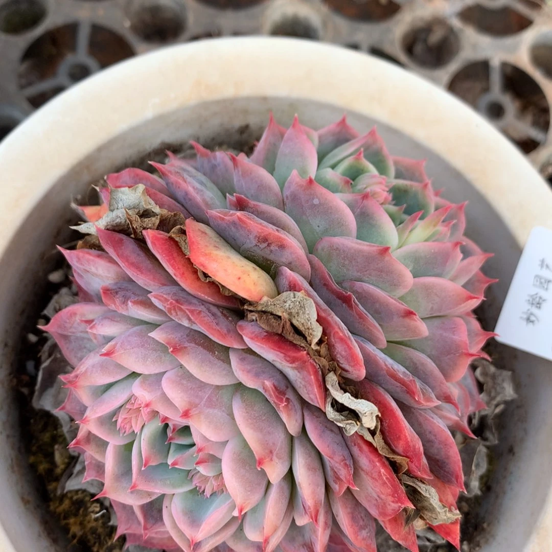 3962杂交精品基地9厘米