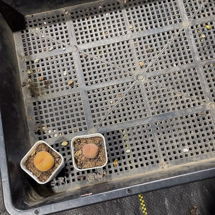 繁***缕4号筐带盆人发货俩个