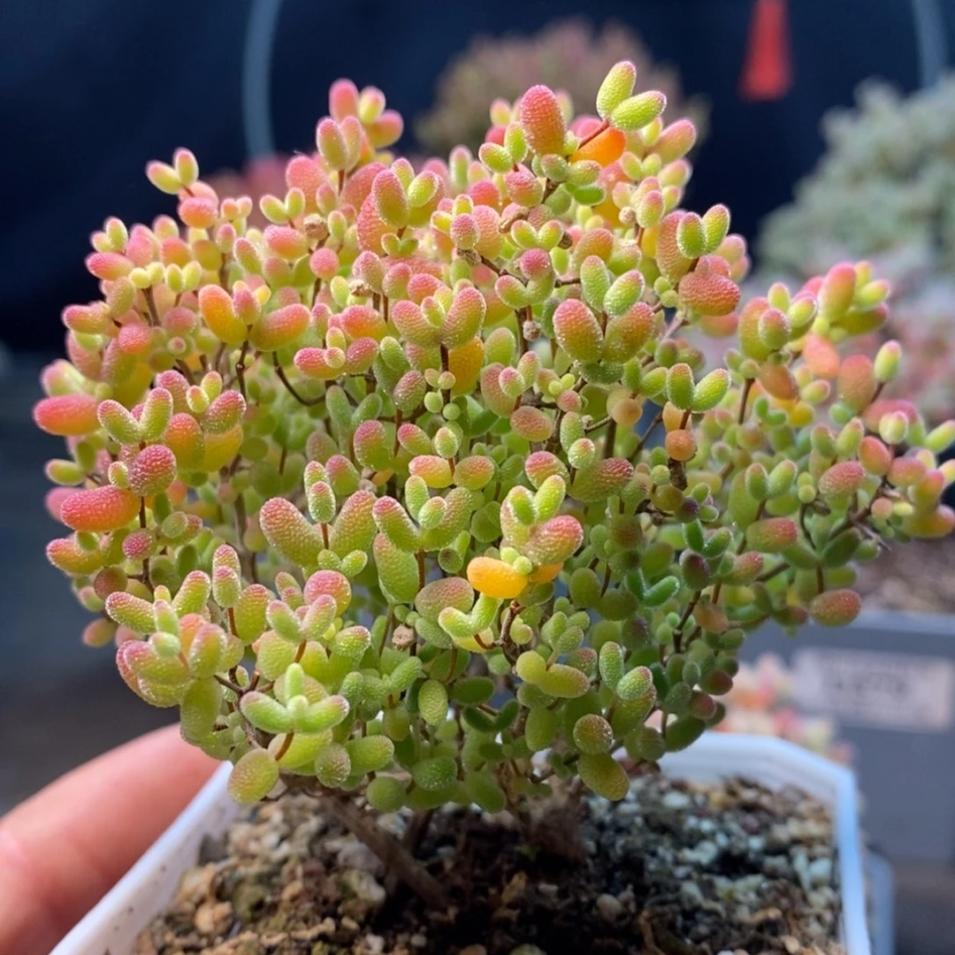 593蜜橘糖球，年后发货