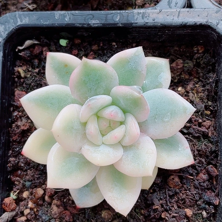 梦露宽锦。锦龙多肉园艺