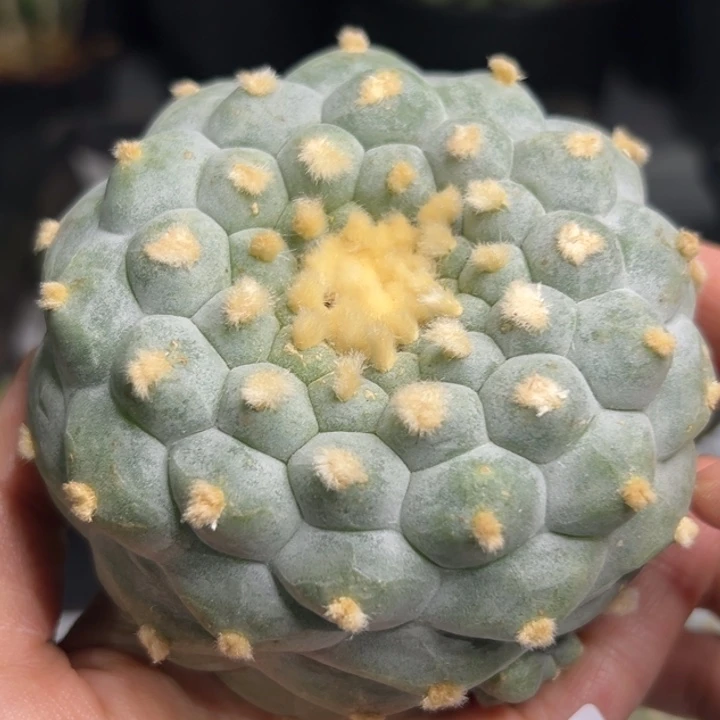 238 可帮发根可发货