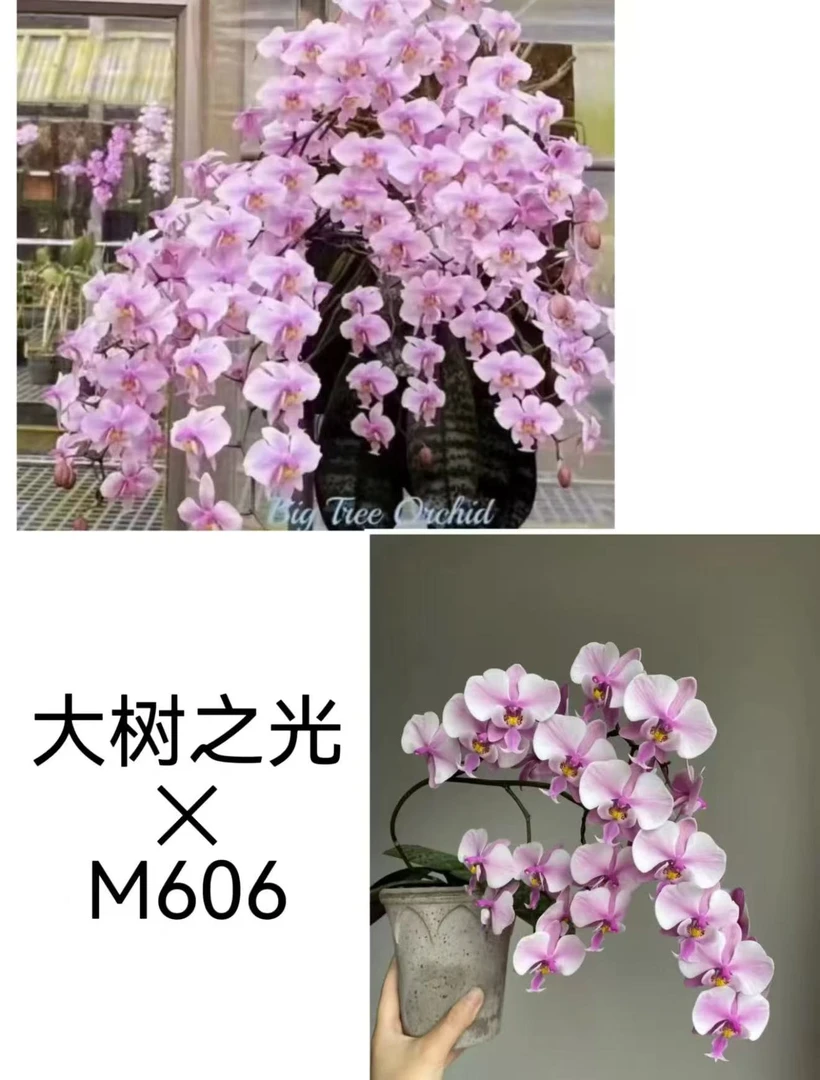 蝴蝶兰【大树之光交606】2.5杯无花无剑