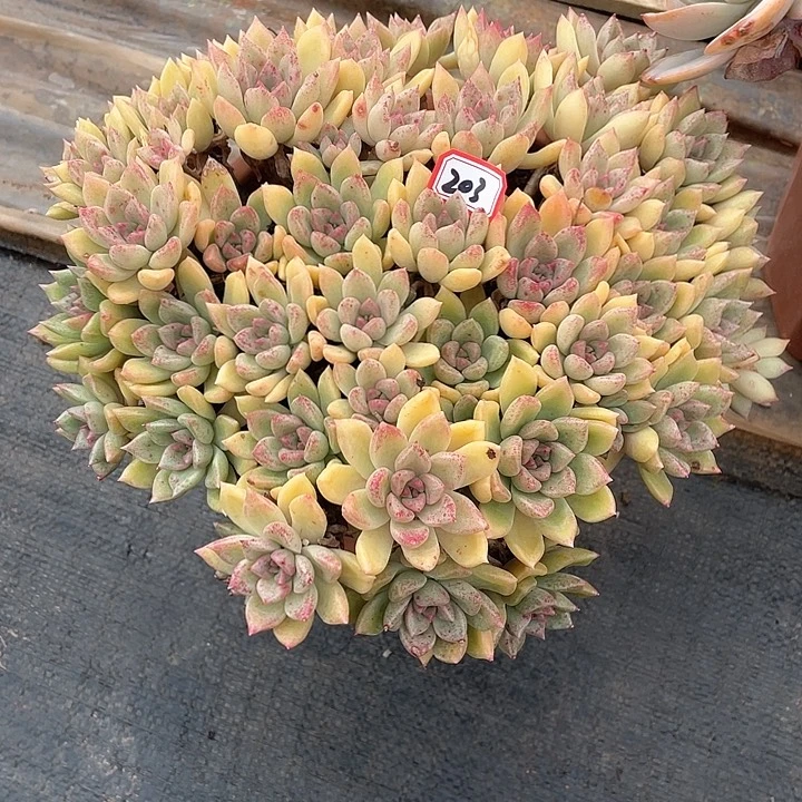 203璀璨 一物一拍多肉