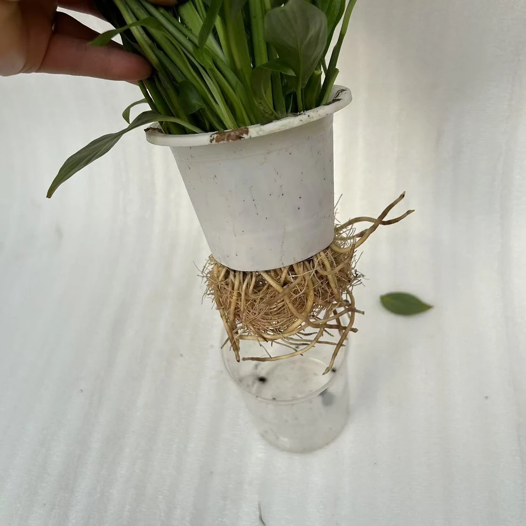 水培白掌盆栽绿植净化空气李