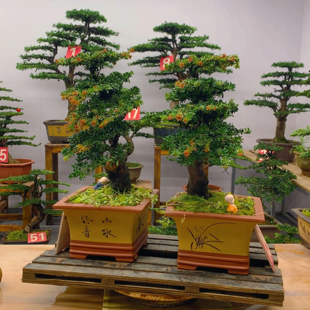 不开花植物罗汉松盆景一对