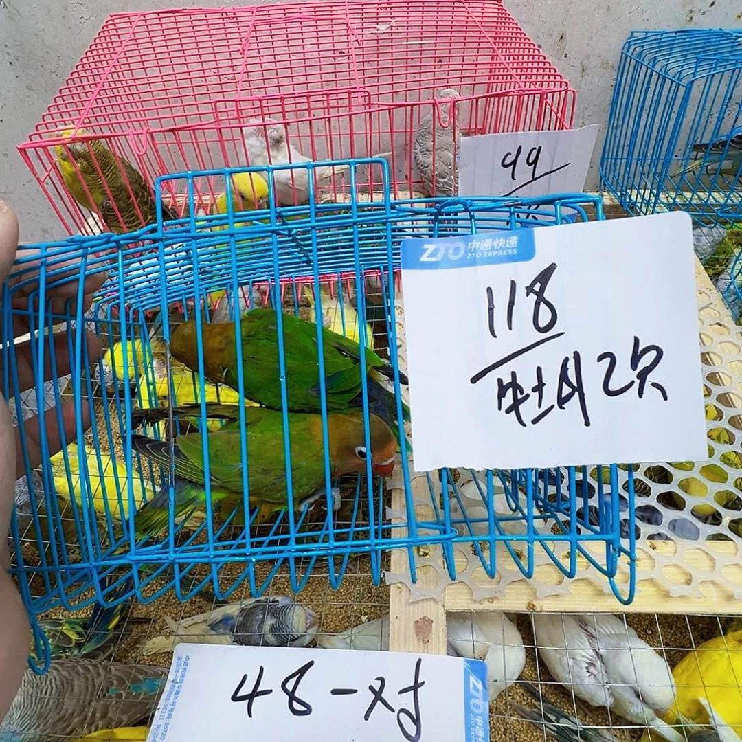 虎皮鹦鹉牡丹八字脚一只不调不换包活到家