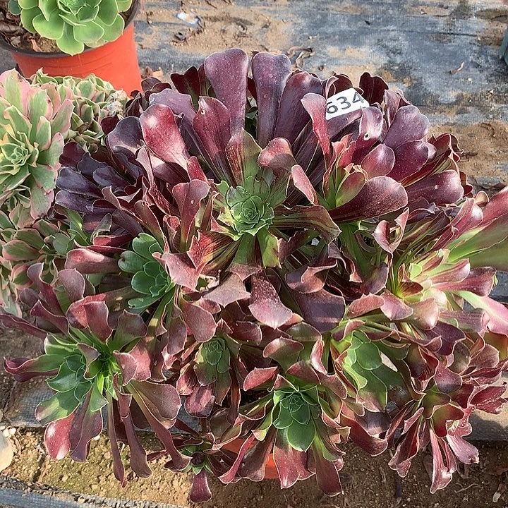 多肉植物欧若拉634
