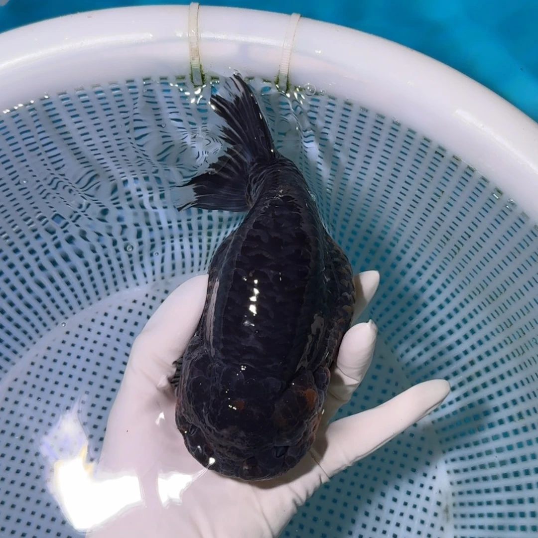 金鱼类不分公母16