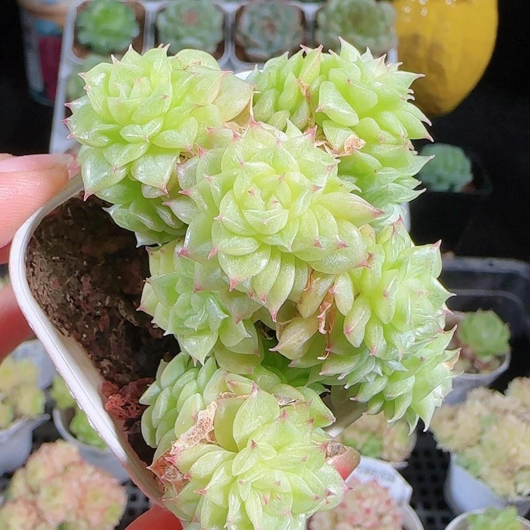 0930-39麦秆优选不包整