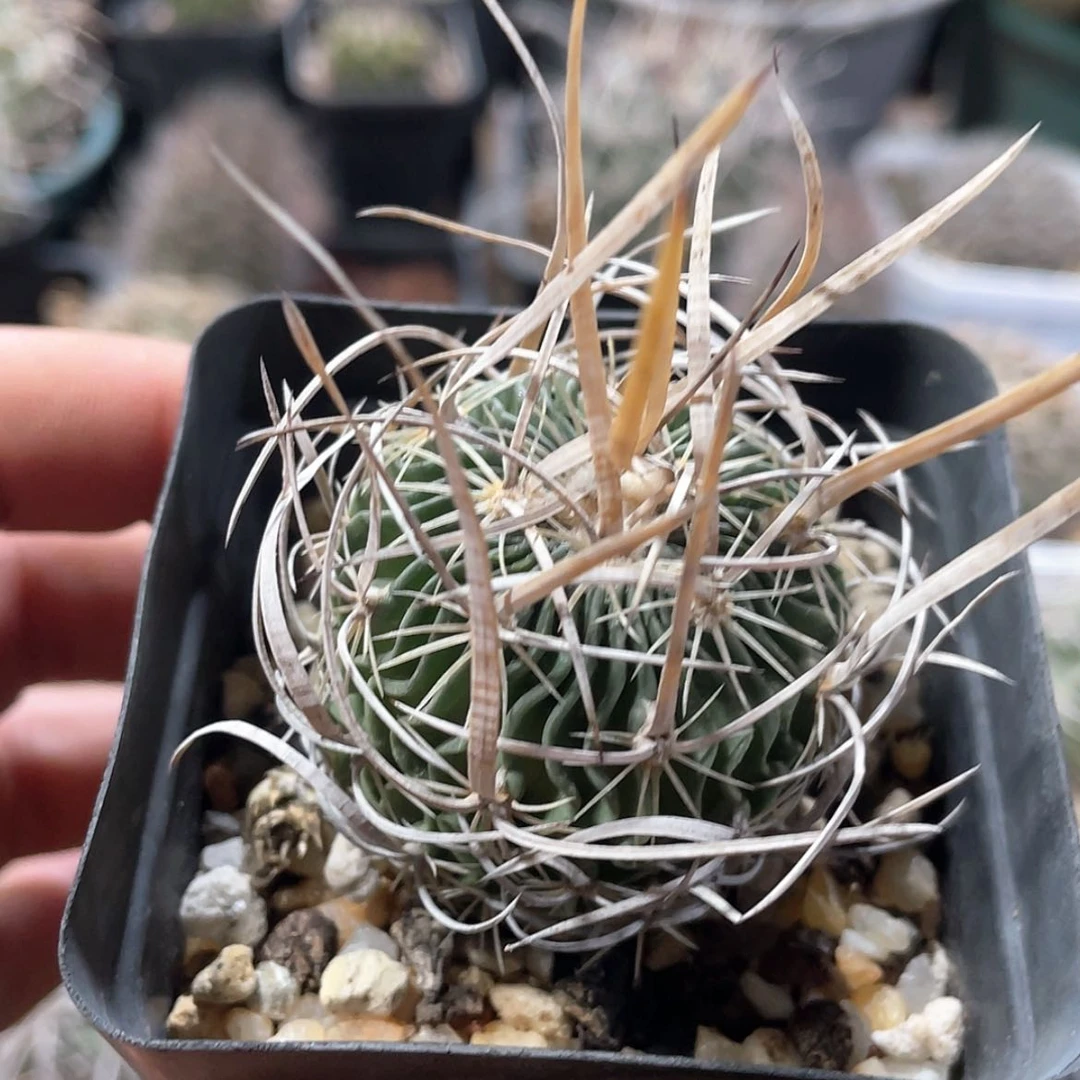 【闪购商品】实生振武玉