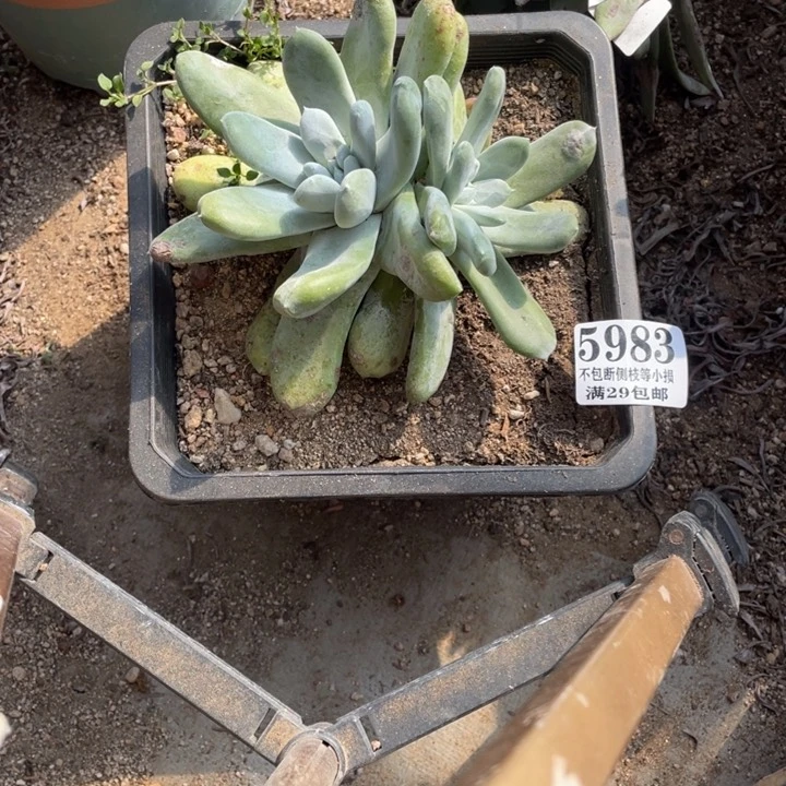 盛**华983号拇指多肉植物
