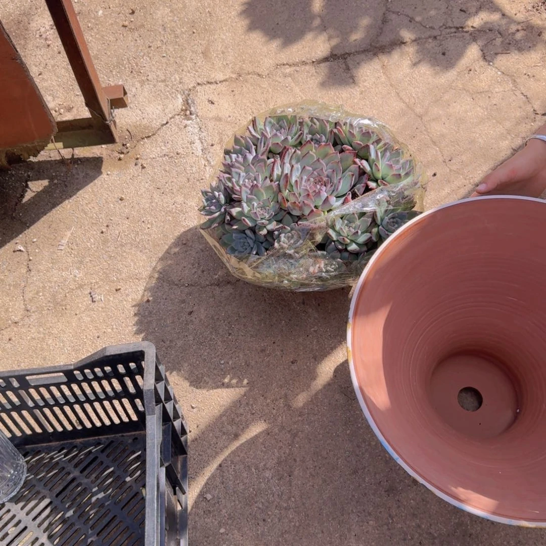 森***＊黑套卡多肉植物提取精华