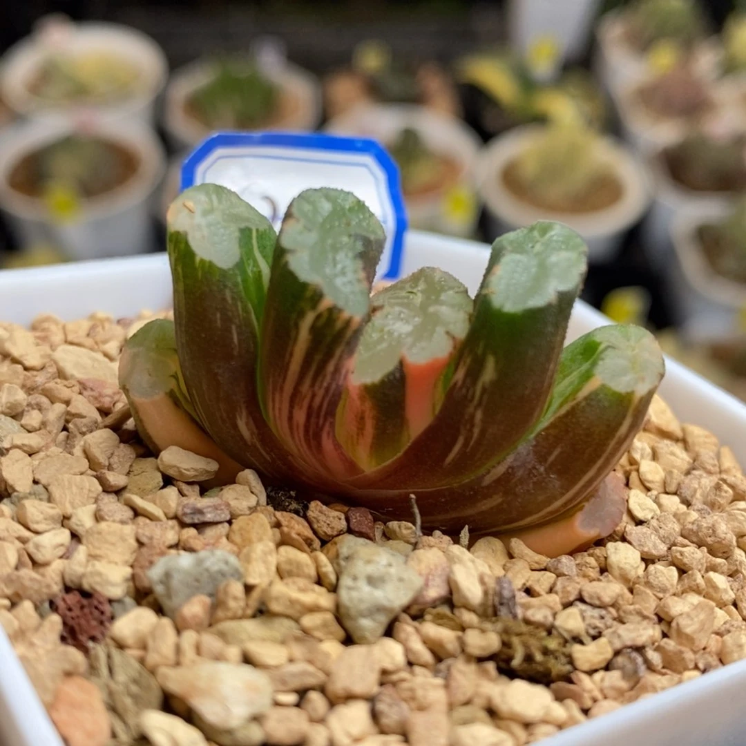 21号北斋玉扇锦多肉